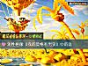 《測<i>性格</i>像《我的莫格利男孩》中的誰》测试