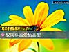 《放風筝看<i>愛情</i>類型》测试