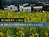 《測你未來的他會給你帶來喜樂還是悲哀》测试