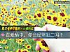 《在<i>愛情</i>中，你會經常犯二嗎？》测试
