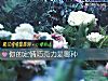 《你的定情巧克力是哪種》测试