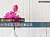 《今年夏天你會邂逅誰》测试